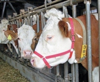 Halster - Licol de présentation - Bridle - Vorführhalfter