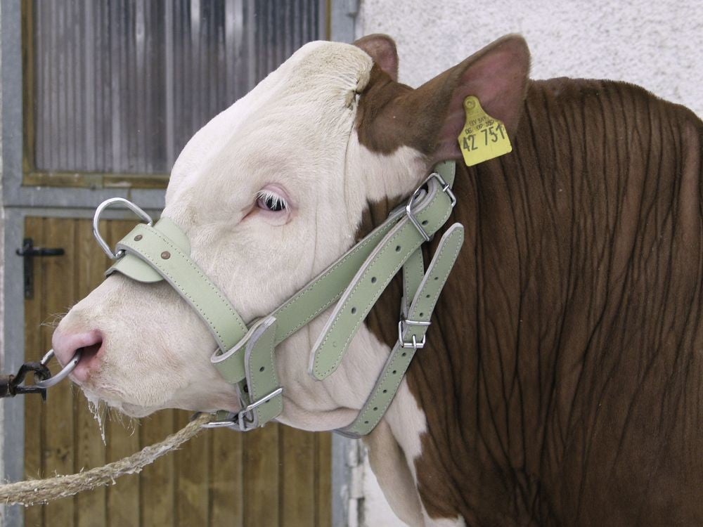 Stierenhalster - Licol taureau - Bull halter - Bullenhalfter