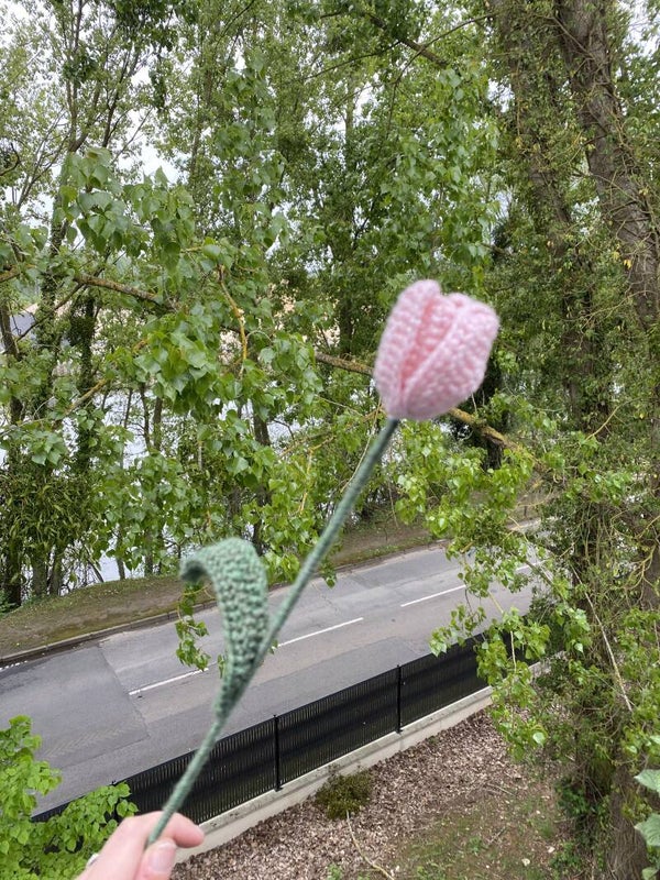 Tulipe