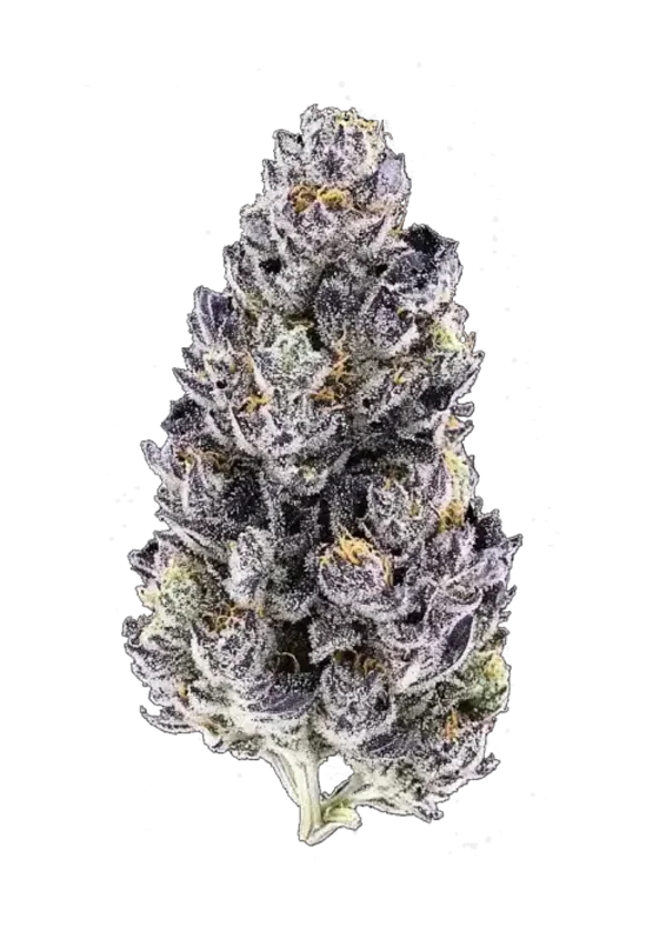 Forbidden Runtz -INDICA-