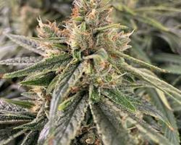Lilac Diesel -HYBRID-