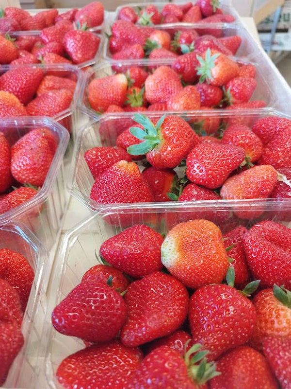 Fraises Gariguette bqt 250 gr