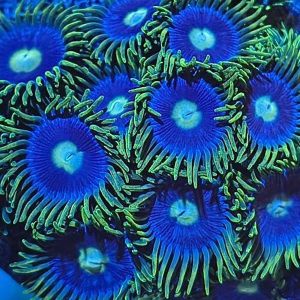 Blueberry Pie