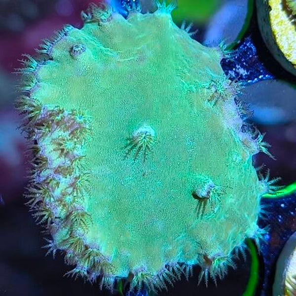 Neon Green Cabbage