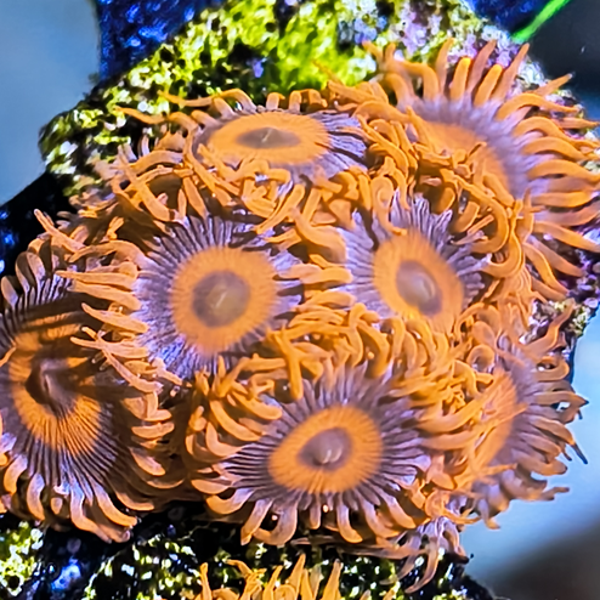 Orange Oxide