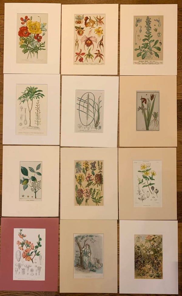 Opties in de maat 24cm -30cm vanaf 10 euro tot 45 euro