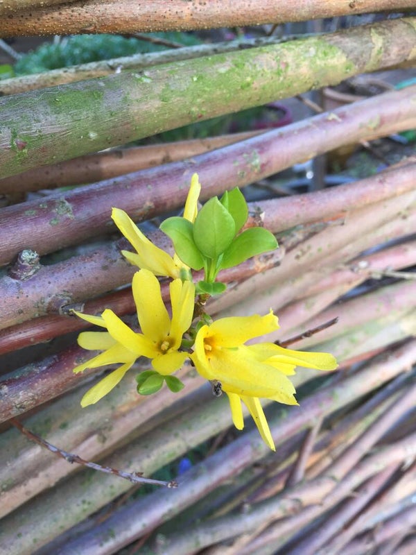 Dierenconsult klein dier (kooidieren zoals konijn, marmot, hamster, vogel) (op afstand)