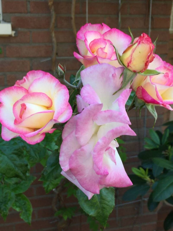 Dolende zielen en entiteiten weghalen (alleen op afstand)