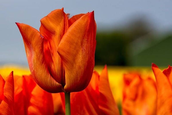 Yokohama orange