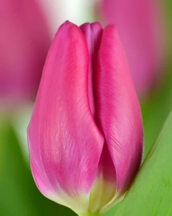 Pink ardour