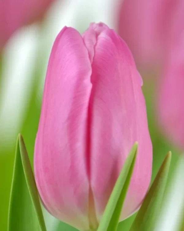 Jumbo pink