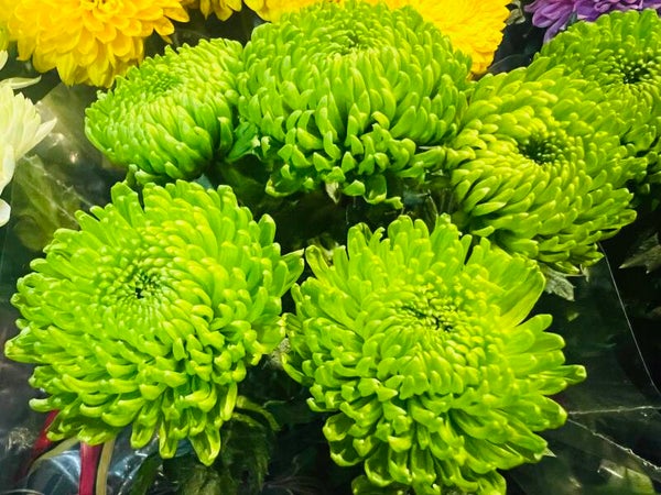 Chrysanthemum (disbud )