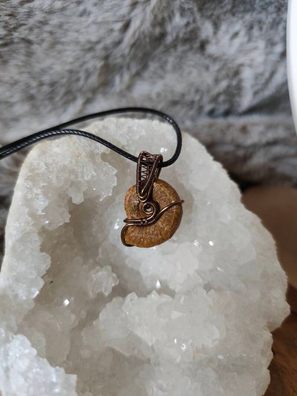 Morrigan | Ammonite du Morvan 🇫🇷