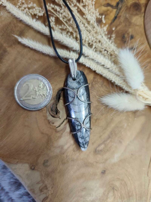 Tribal | Orthocère