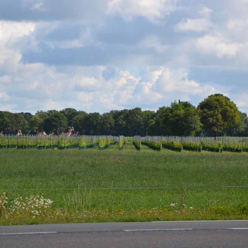 DSC_0444_resized-3.jpg