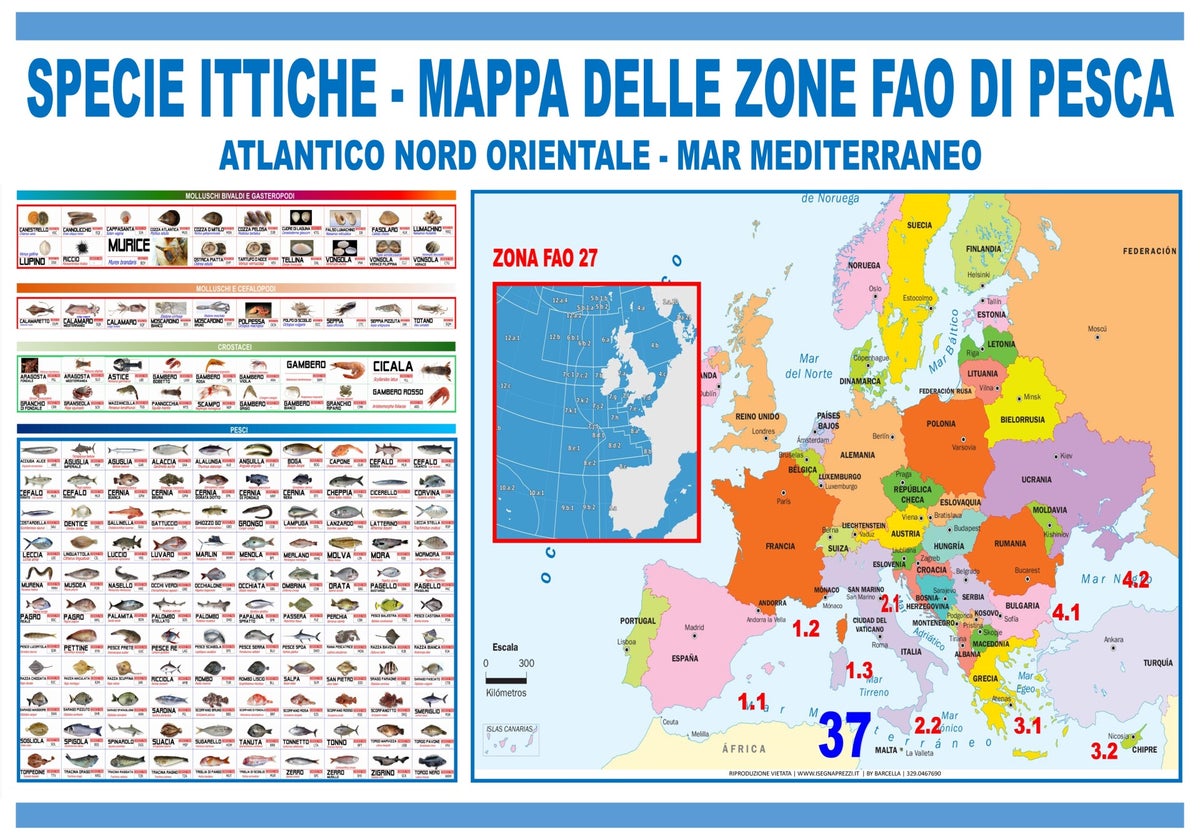POSTER SPECIE ITTICHE E MAPPA ZONE FAO FORMATO 100X70 | BARCELLASHOP