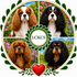 Liebhaberclub Cavalier King Charles Spaniel (LCKCS)