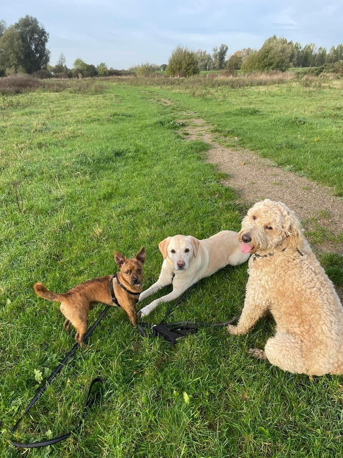 Brokky links, Spiky in het midden en Josi rechts, samen buiten