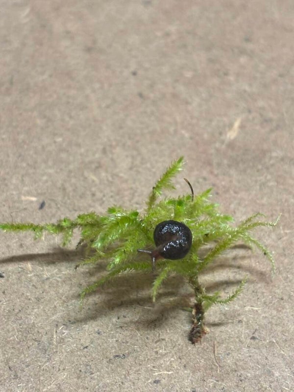 Limax maximus ( Juvénile disponible environs 2-3 cm )