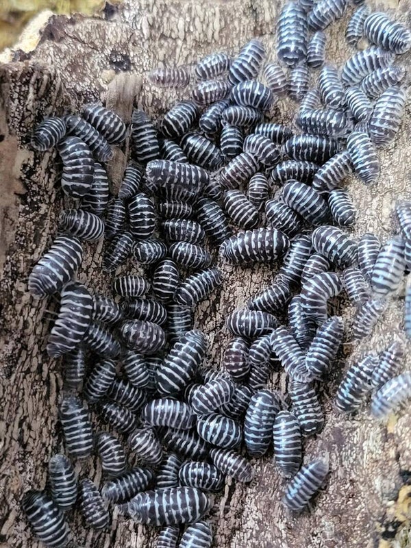 Armadillidium maculatum Zébra - Lot de 20 individus