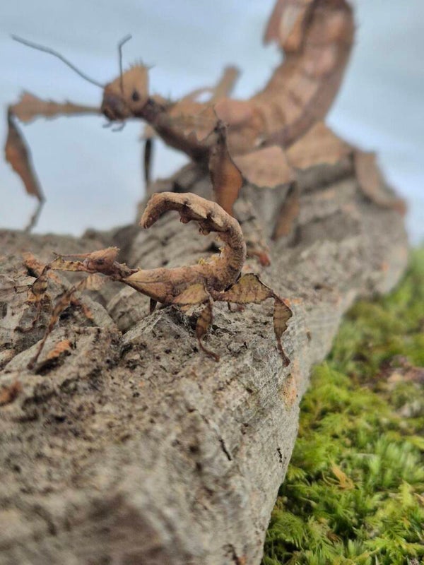 Extatosoma tiaratum - Lot de 4 sub adultes ou jeunes femelle au choix