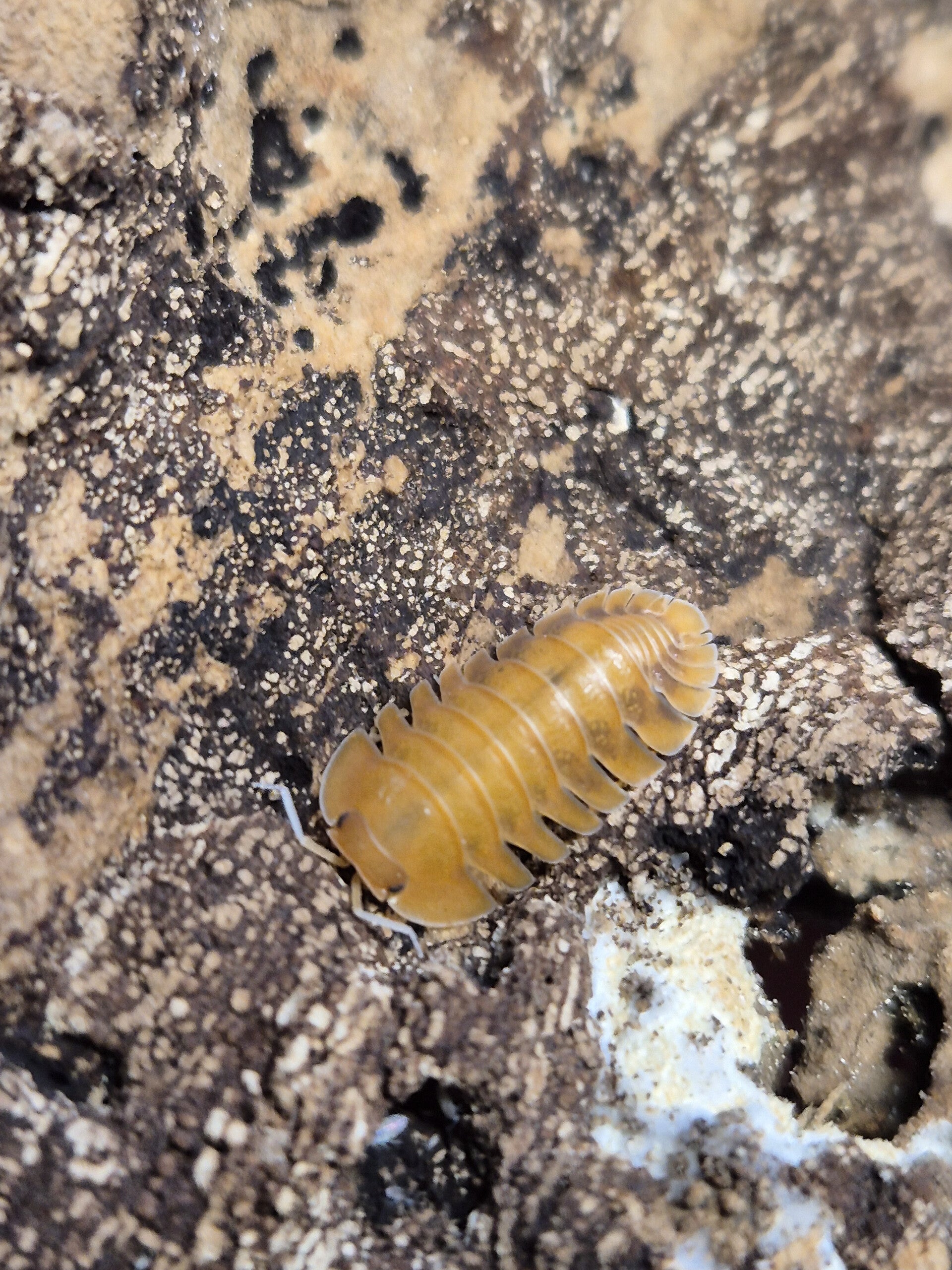 Cubaris sp sunset Queen - lot de 10 individus