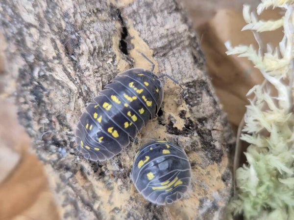 Armadillidium tirolense - lot de 10 individus