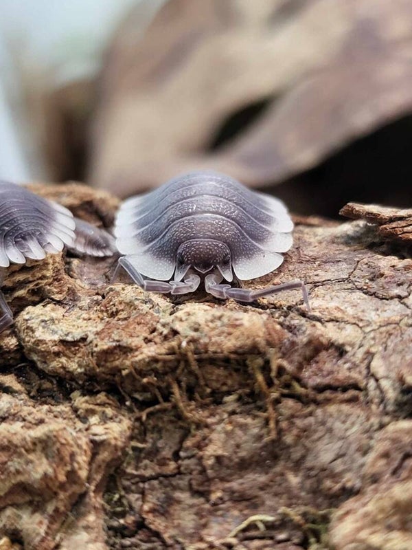 Porcellio werneri - Lot de 5 individus