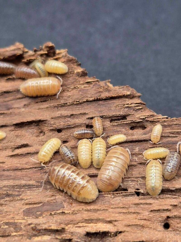 Armadillidium sp Albinos T+ - Lot de 15 individus
