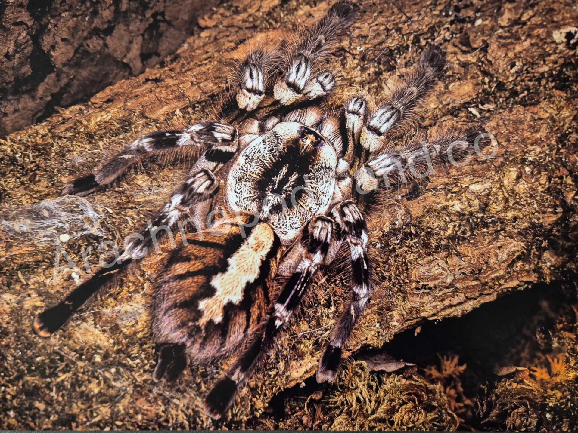Poecilotheria regalis - Taille 20x30