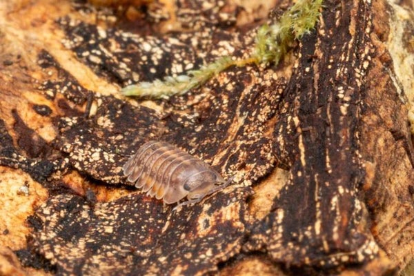 Cubaris sp "Fire Tiger" - Lot de 10 individus