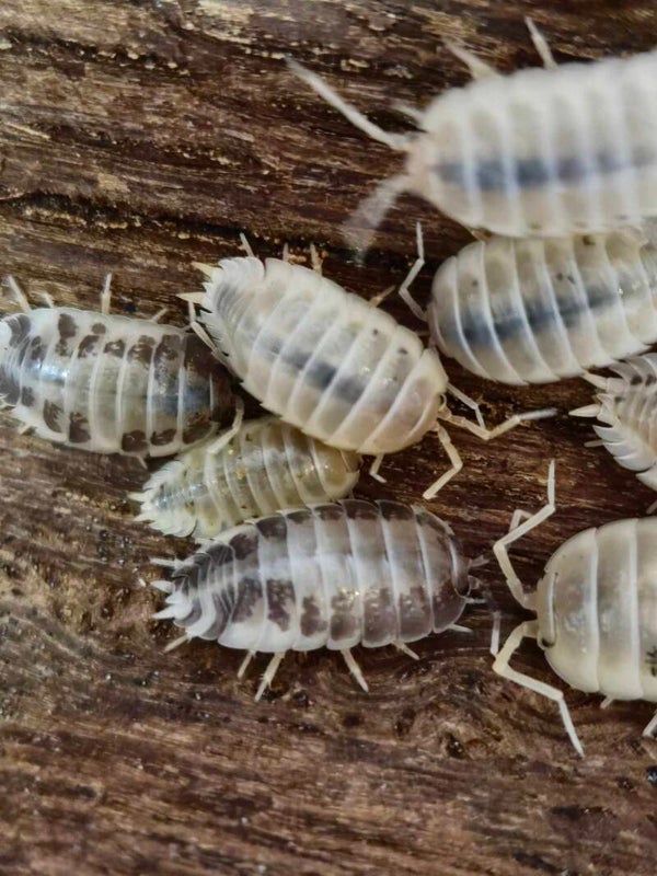 Porcellio laevis "milk back" - Lot de 10 individus