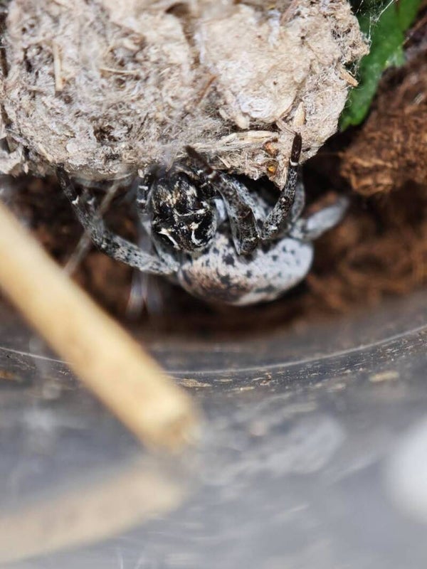 Stegodyphus lineatus Adulte / sub adulte