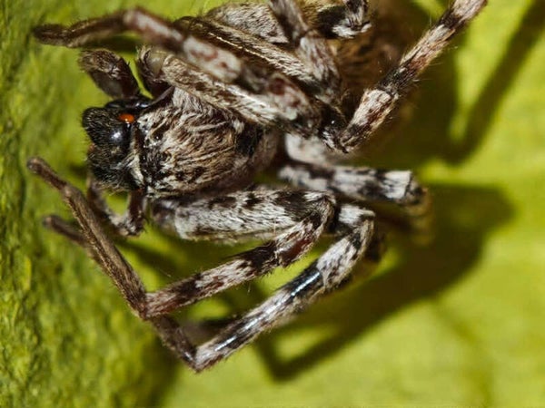 Eusparassus dufouri L5 Sub adulte / adulte