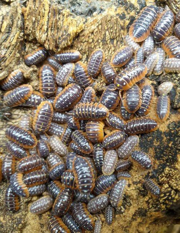 Armadillidium Klugii Monténégro - Lot de 10 individus