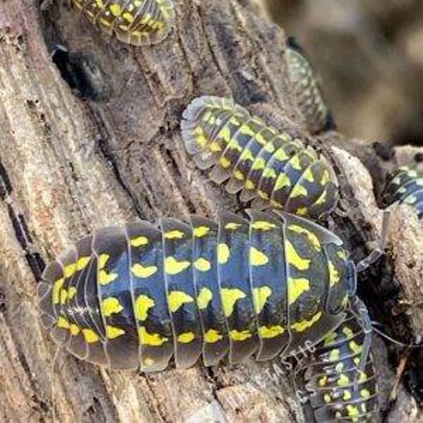 Armadillidium Gestroi - Lot de 20 individus