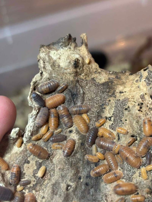 Cubaris sp ' anemone ' - Lot de 10 individus