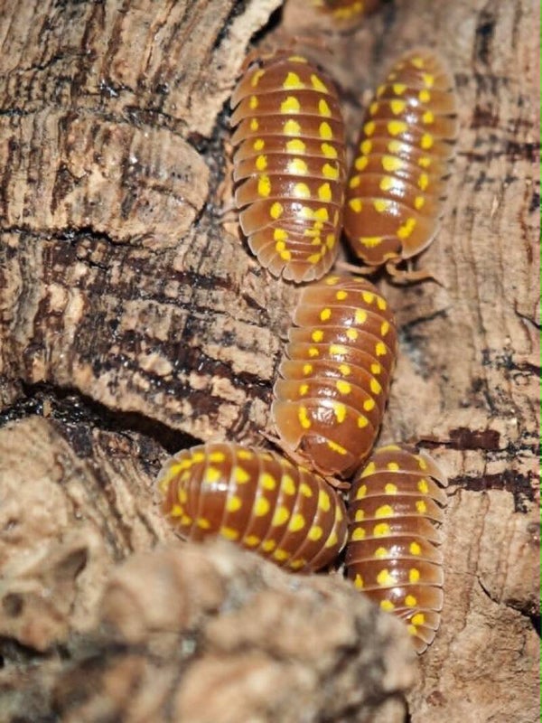 Armadillidium Gestroi Orange  - Lot de 10 individus