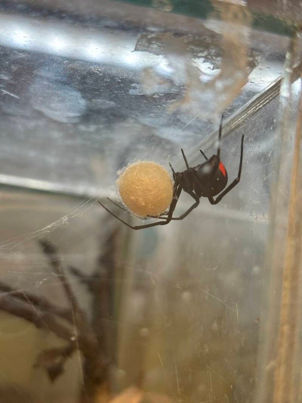 Latrodectus menavodi L3 -L4