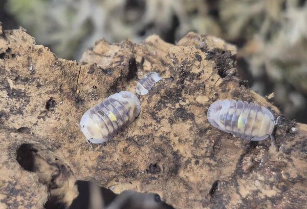 Cubaris sp amber firefly - lot de 5 individus