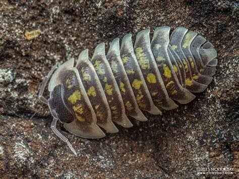 Armadillidium Ruffoi - Lot de 10 individus