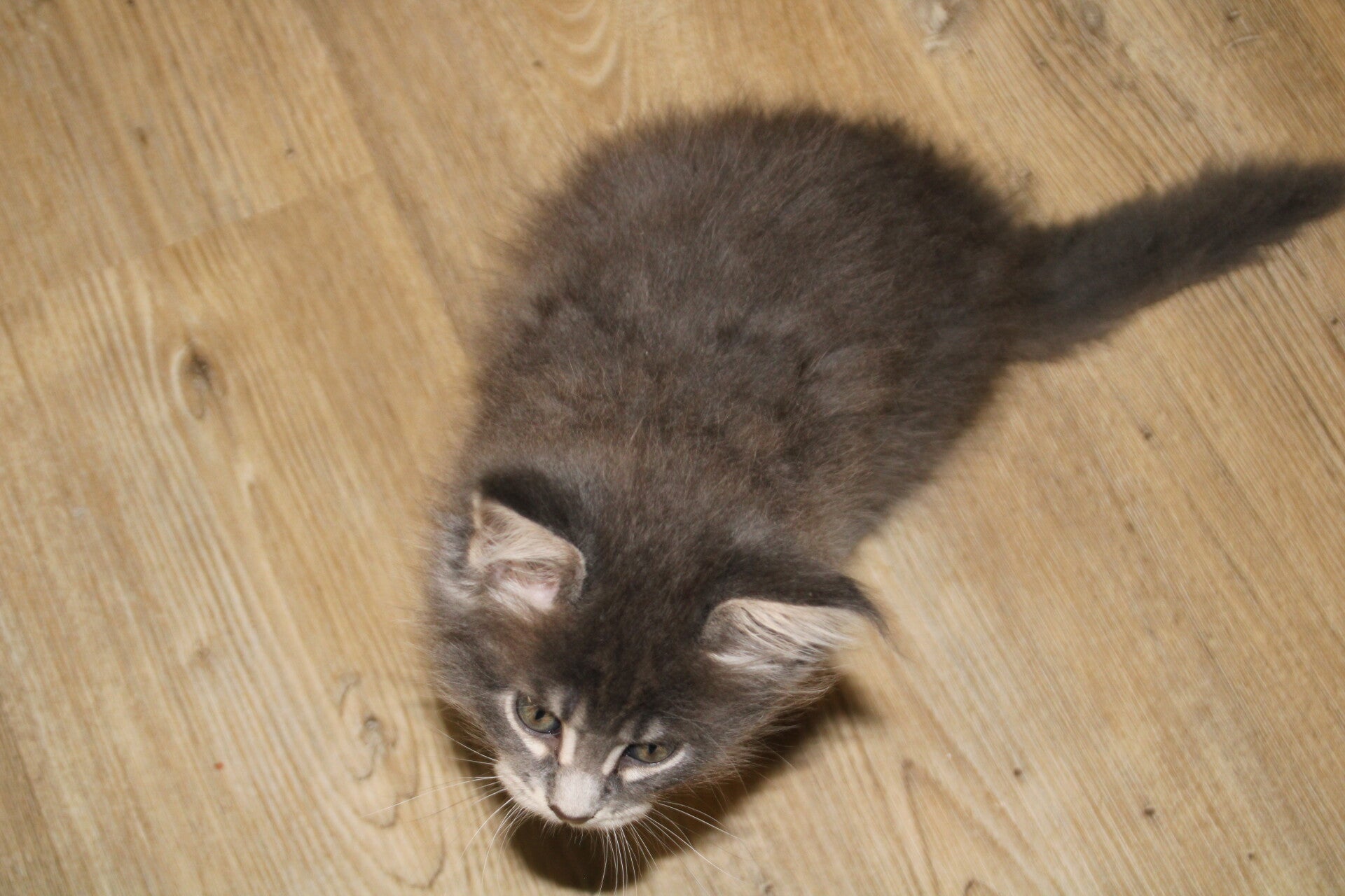 img_2349-standard-6ybrnp.jpg
