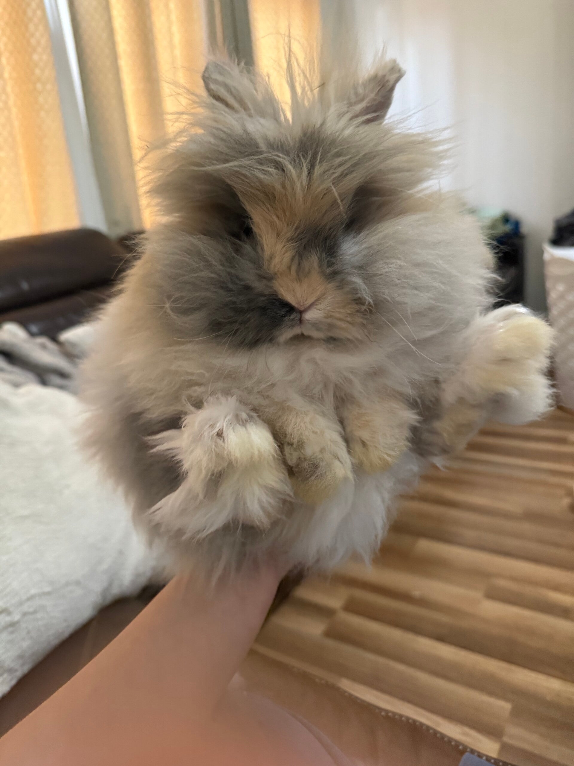 Teddy