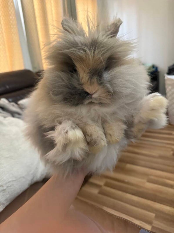 Teddy