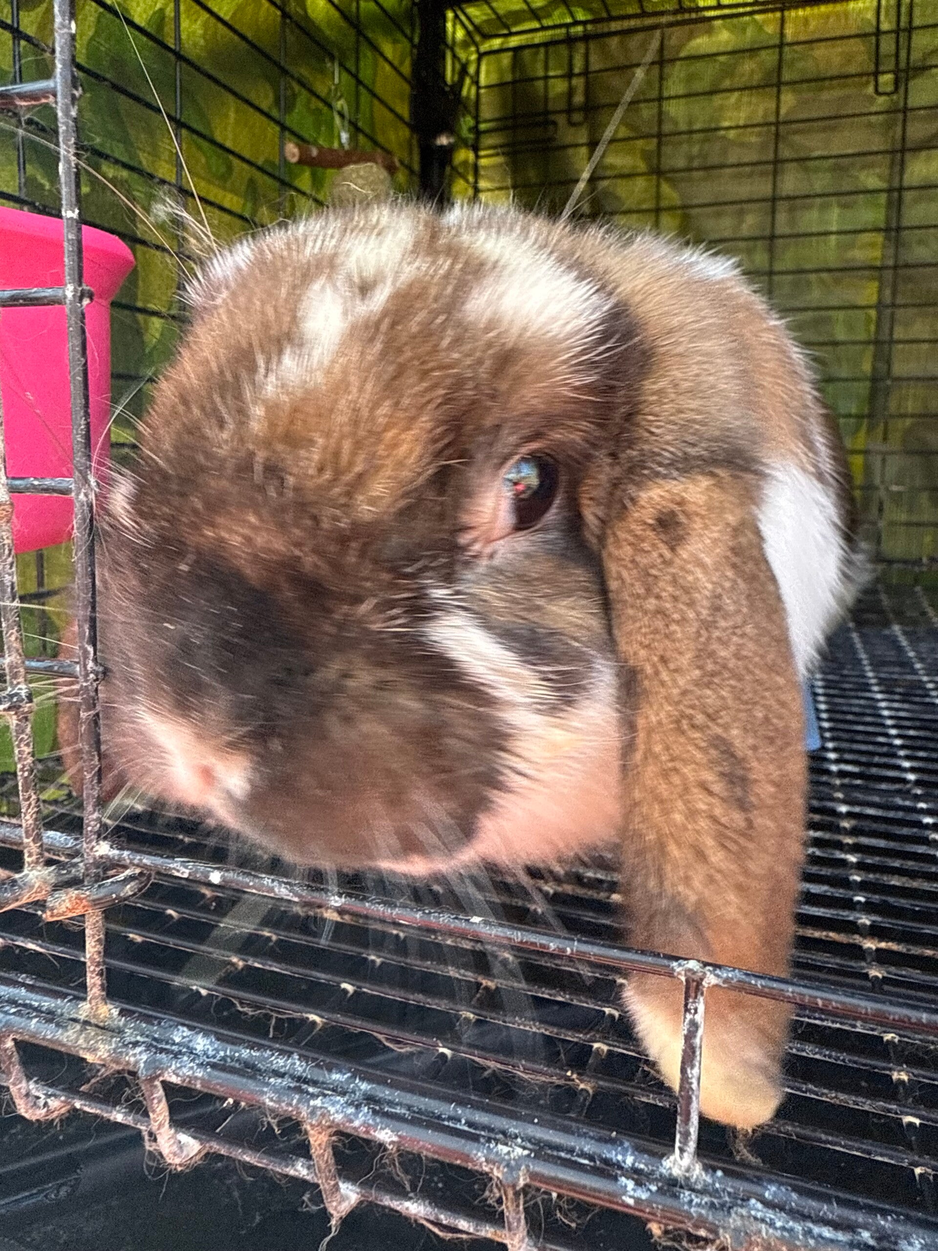 OCharlie