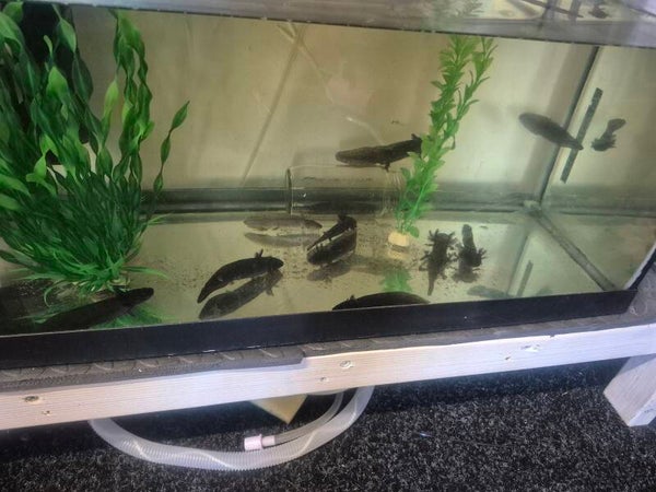 Black axolotls