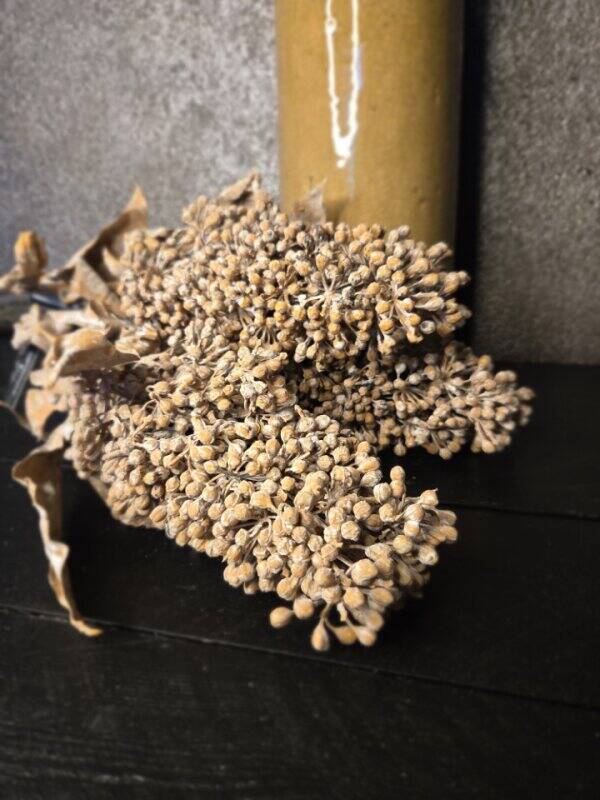 Sorghum