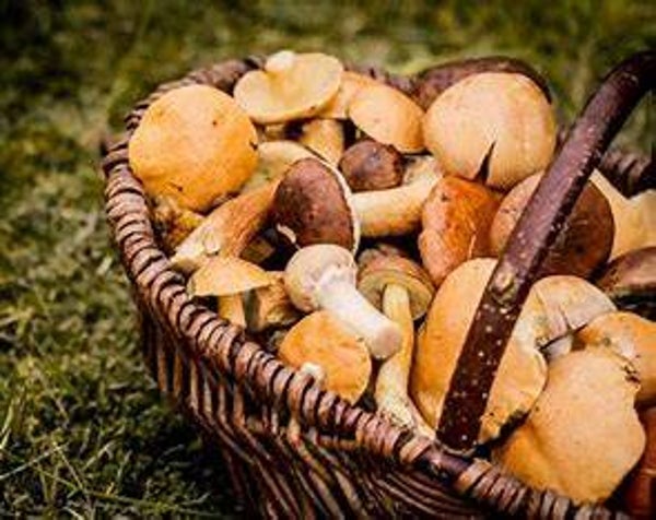 gnocci met bospaddenstoelen