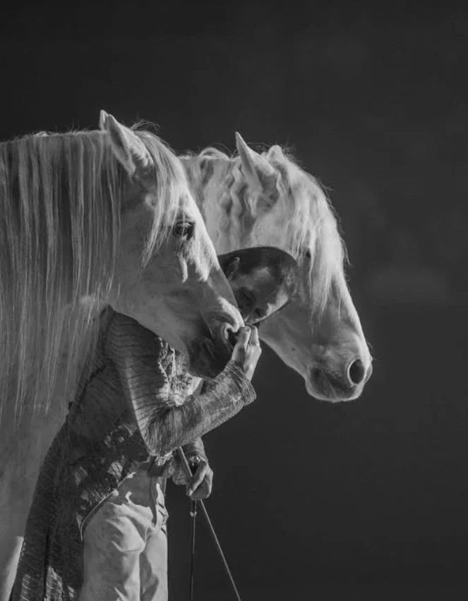 Frédéric pignon cheval chevaux vaucluse spectacle travail à pied paca