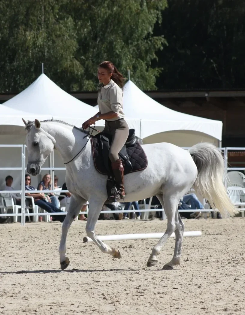 émilie defranoux équitation éthologique yvelines paris cheval 
